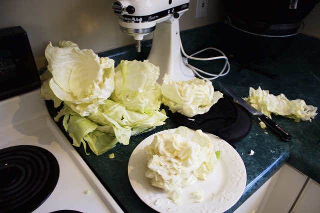 cabbage carnage